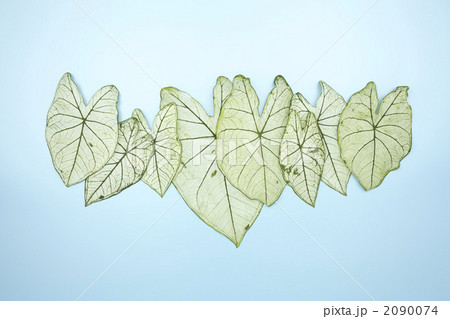 カラジウムの葉 カラジウムの葉 2090074