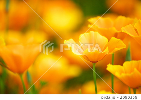 花菱草 花菱草 2090359