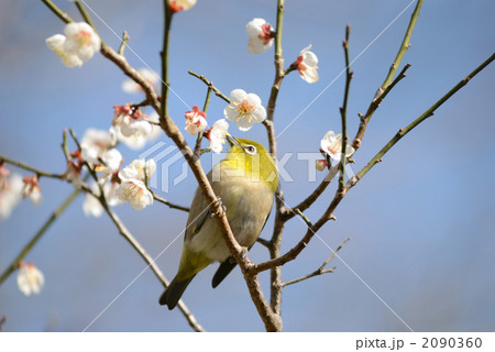 目白と梅２１ 2090360