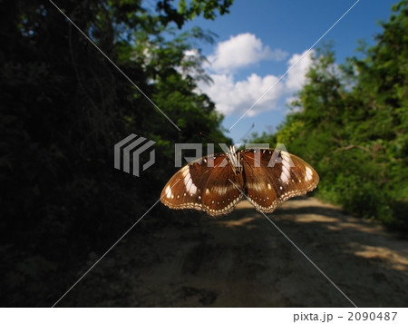 リュウキュウムラサキの飛翔 2090487