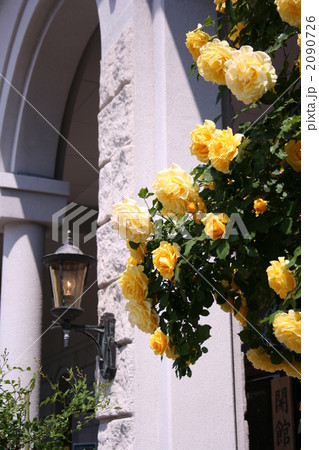 洋館の黄色い薔薇 2090726