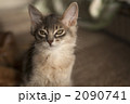 ソマリの子猫 2090741