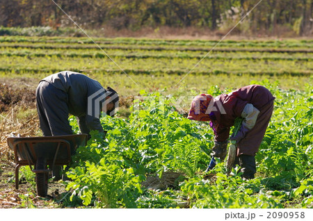 大根の収穫 2090958