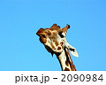 キリンアップ 2090984
