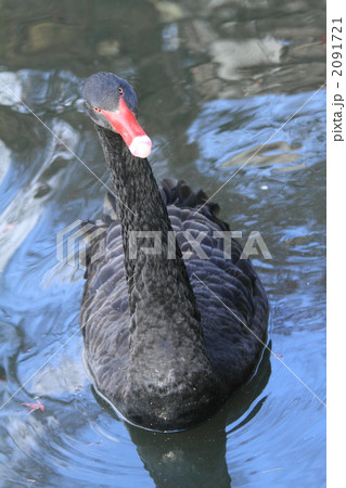 コクチョウ 2091721