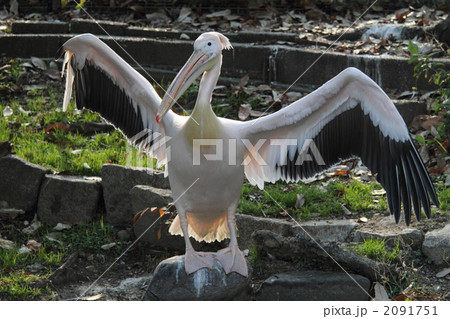 モモイロペリカン モモイロペリカン 2091751