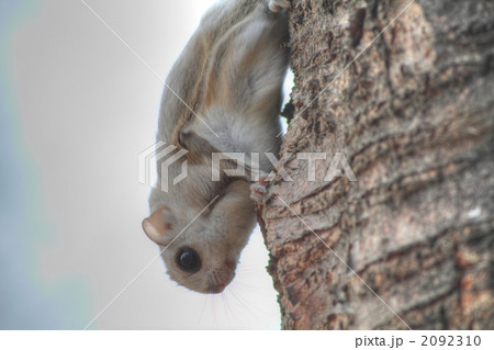 逆さまのエゾモモンガ 逆さまのエゾモモンガ 2092310