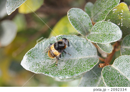 オオハナアブ 2092334
