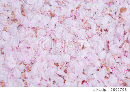 桜 2092798