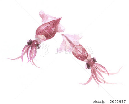 ほたるいか ほたるいか 2092957