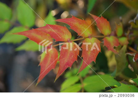 ヒイラギナンテンの紅葉 ヒイラギナンテンの紅葉 2093036