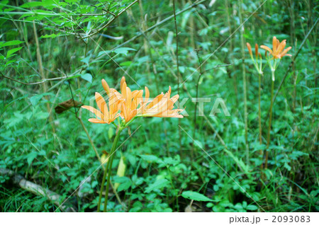 キツネのかみそり 2093083