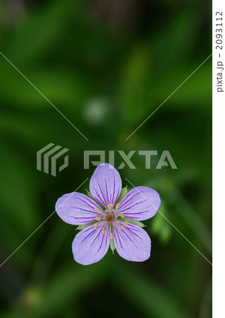 タチフウロ タチフウロ 2093112