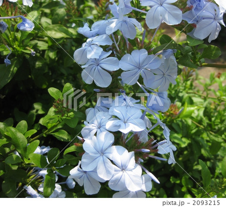 プランパーゴ　ルリマツリ　熱帯花木 2093215