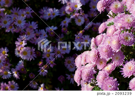 菊の花花 2093239