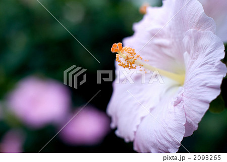 ピンクのハイビスカスの花 2093265