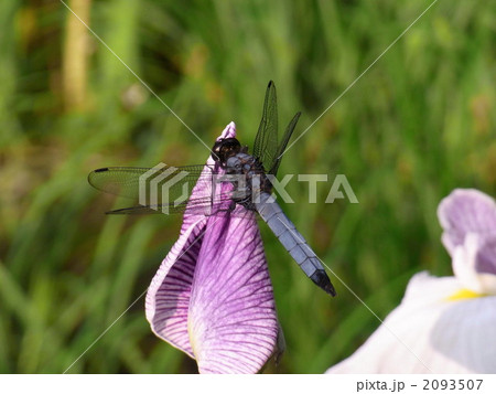 とんぼ 2093507
