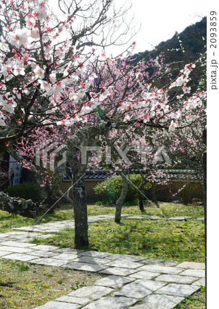勧心寺の梅園1 勧心寺の梅園1 2093859