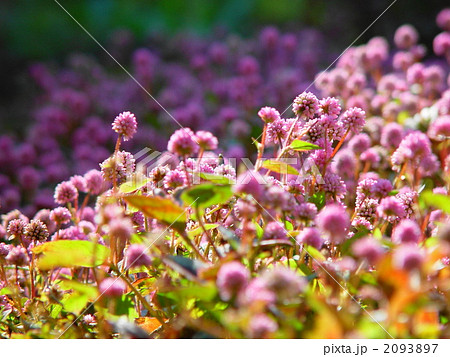 12月 ヒメツルソバ・タデ科08 12月 ヒメツルソバ・タデ科08 2093897