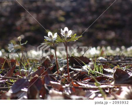 03月　セツブンソウ・キンポウゲ科70 2093932