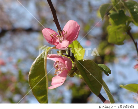 04月 カリン・バラ科01 04月 カリン・バラ科01 2093938