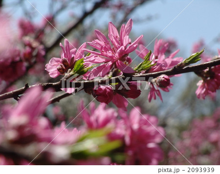 04月 キクモモ・バラ科01 04月 キクモモ・バラ科01 2093939