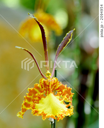 オンシジウム・パピリオ オンシジウム・パピリオ 2094954