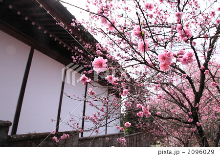 久遠寺のハナモモ 2096029