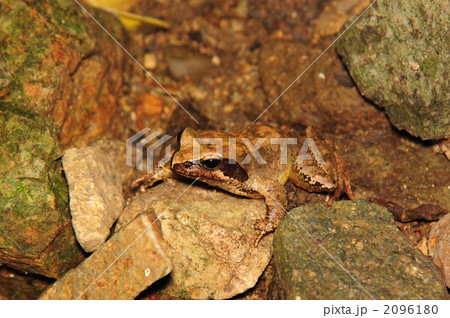 タゴガエル タゴガエル 2096180