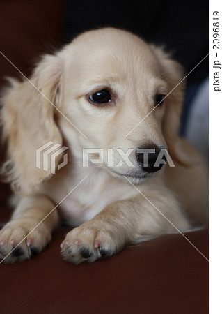 遊び疲れて眠たいミニチュアダックスの仔犬　クリームダックス 2096819