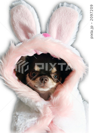 うさぎ② 2097209