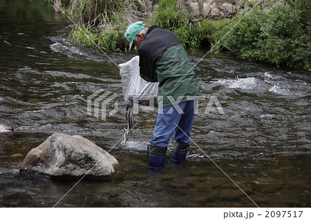 ウナギの放流 ウナギの放流 2097517