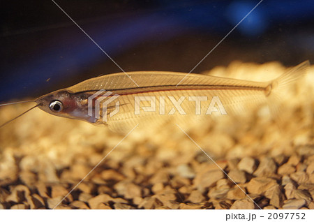 グラスキャットフィッシュ 2097752