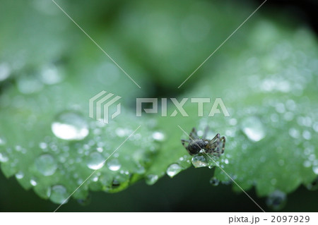 クモの水浴び 2097929