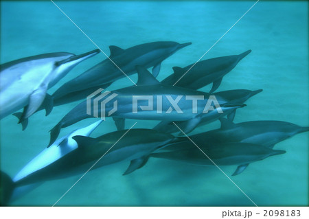 ハシナガイルカ 2098183