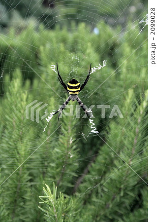 黄色と黒の縞模様の蜘蛛の写真素材