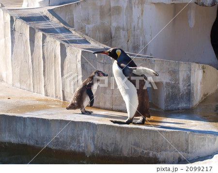 東山動物園のペンギンの写真素材