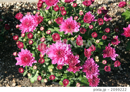 バラーマリアカラス バラーマリアカラス 2099222