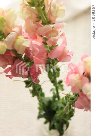 きんぎょそう 金魚草 スナップドラゴンの写真素材