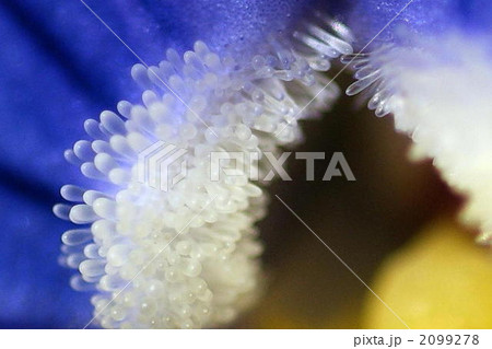 虫を誘うパンジーのシベ 虫を誘うパンジーのシベ 2099278