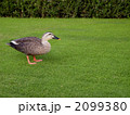 芝生の上を歩くカルガモ 2099380
