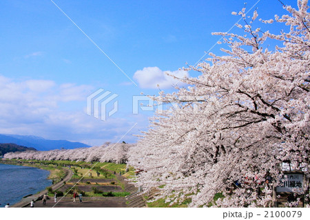 桜満開の角館・桧木内川堤 2100079