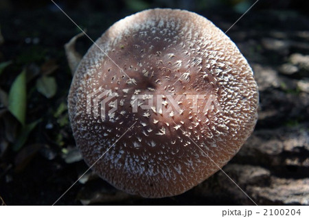 椎茸の傘 2100204