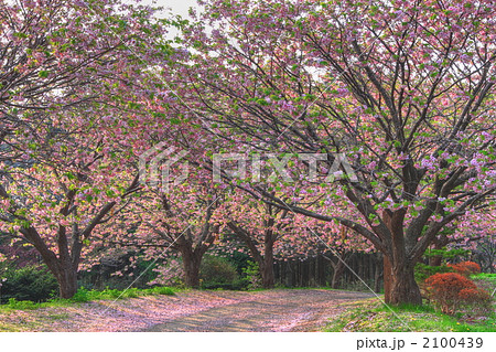 松前公園の桜並木 2100439