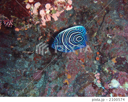 タテジマキンチャクダイ　幼魚 2100574