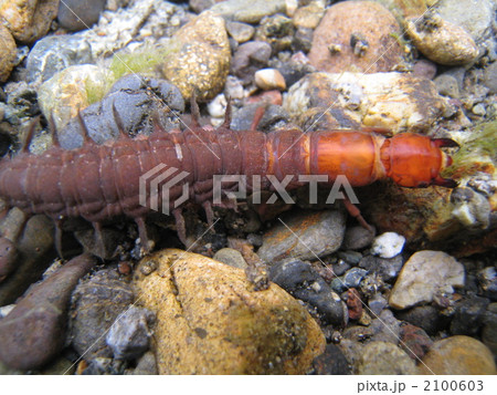 河床を動くヘビトンボ（幼虫） 2100603