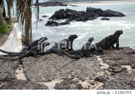 ウミイグアナ 2100705