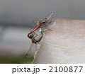 つながる命 2100877