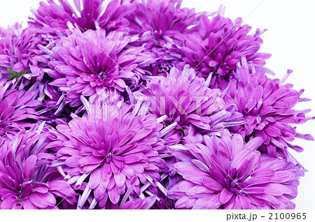 食用菊　かきのもと 2100965