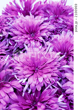 食用菊　かきのもと 2100969